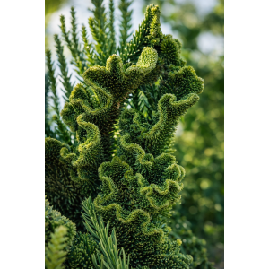 Kryptoméria japonská (Cryptomeria japonica) 'CRISTATA' - výška: 50-70 cm, kont. C3L (-27 °C)